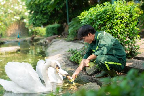 Đưa thiên nga về Thảo cầm viên Sài Gòn là 'cứu một được hai'