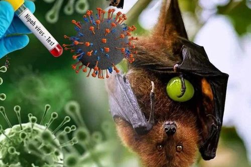 Vì sao nhiều virus nguy hiểm đều xuất phát từ dơi?