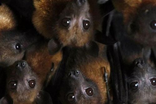 'Quê hương' của virus Nipah hành động