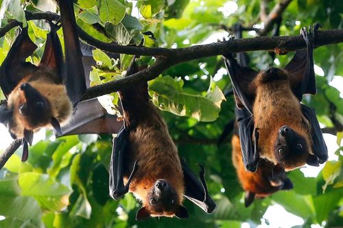 WHO lên tiếng về virus Nipah