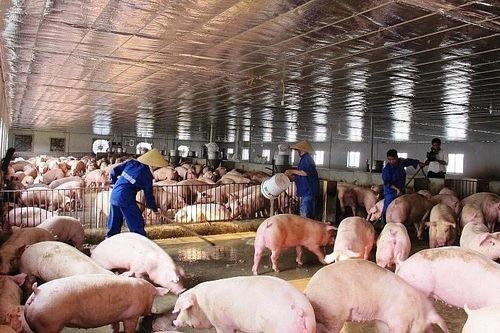 Giá heo hơi hạ nhiệt, lợi nhuận Dabaco đi lùi