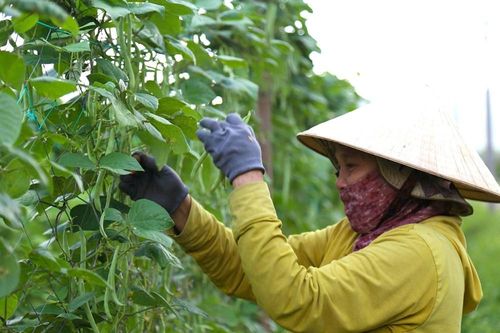Làng rau, vựa hoa nơi 'rốn lũ' tất bật vào vụ Tết