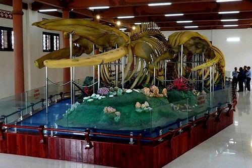 Hai bộ xương cá ông tại Lăng Tân bị hư hỏng nghiêm trọng
