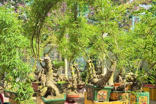 Thổi hồn tre Việt giữa lòng đô thị Quảng Ngãi