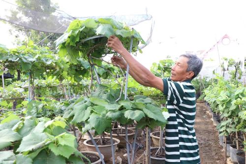 Khánh Hòa: 'Chạy đua' hồi sinh nho cảnh, kịp cung ứng thị trường Tết 2026