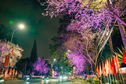 Khai mạc đường hoa ánh sáng, nghệ thuật 'Sáng tạo cùng hoa mai anh đào Đà Lạt'