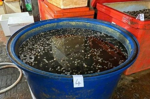 Ăn ốc bươu ngâm 'thủy tinh lỏng' tiềm ẩn nguy cơ cho sức khỏe người dân