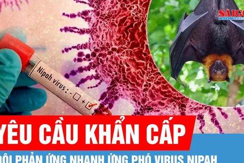 Bộ Y tế yêu cầu khẩn cấp củng cố các đội phản ứng nhanh ứng phó virus Nipah