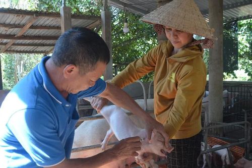 Cận tết, giá heo hơi tiếp tục tăng