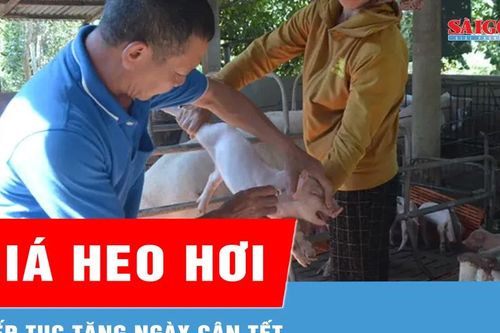 Cận tết, giá heo hơi tiếp tục tăng