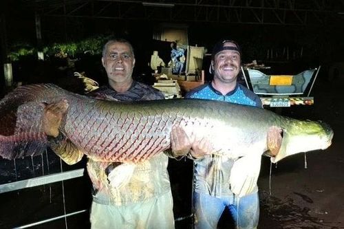 'Quái ngư' khổng lồ gần 130 kg dính câu, ngư dân vật vã đưa vào bờ