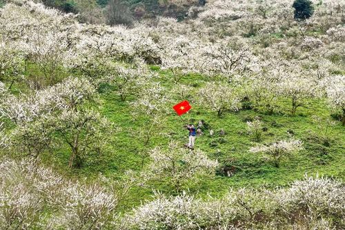 Hoa mận nở trắng Mộc Châu, gọi mùa xuân về trên cao nguyên
