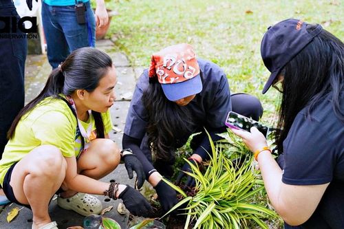 Hàng trăm cây xanh được tặng miễn phí cho người dân TPHCM dịp 'Tết trồng cây'