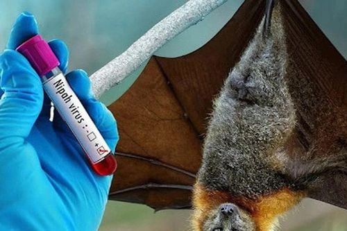 An Giang chủ động phòng, chống bệnh do vi rút Nipah