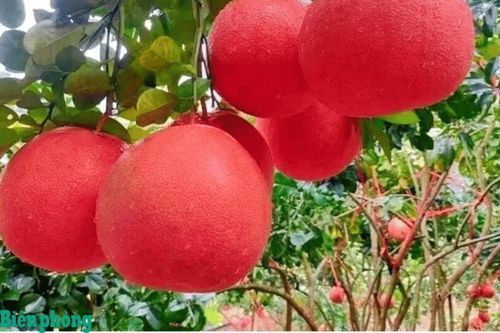 Từ sản vật tiến vua đến hàng hóa giá trị kinh tế cao