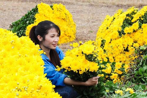 Sắc vàng cúc kim cương phủ kín làng hoa những ngày giáp Tết