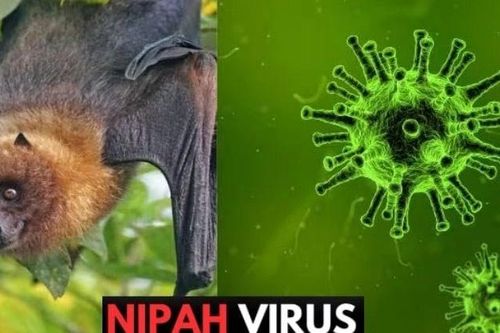 Bộ Y tế khẩn cấp yêu cầu tăng cường giám sát virus Nipah tại cửa khẩu