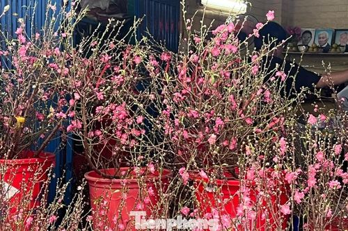 Đào mini đổ bộ Sài thành, giá rẻ đến bất ngờ