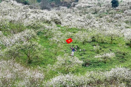 Đắm chìm trong sắc trắng miên man ở cao nguyên Mộc Châu