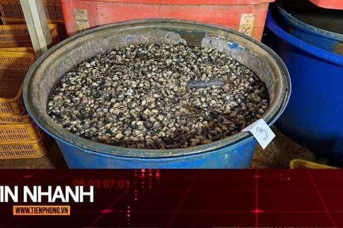 TIN NHANH: Lời khai của chủ lò bán 3.000 tấn ốc ngâm hóa chất ở TPHCM