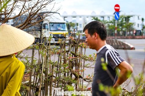 Mai vàng ra 'đứng đường', theo xe ngược Bắc xuôi Nam