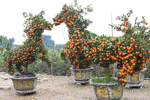 Quýt cảnh tạo hình ngựa độc lạ, giá hàng chục triệu đồng hút khách dịp Tết