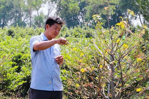 Thủ phủ mai vàng Bình Lợi hối hả chuẩn bị vụ Tết