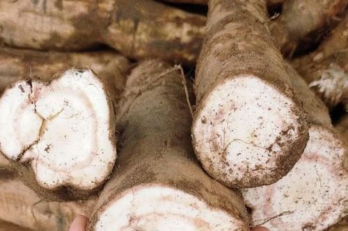 Loại củ bán đầy chợ, giải rượu cực tốt