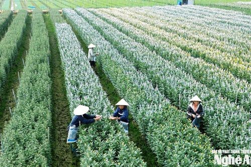 Người trồng hoa cúc Tết vào vụ 'nước rút'