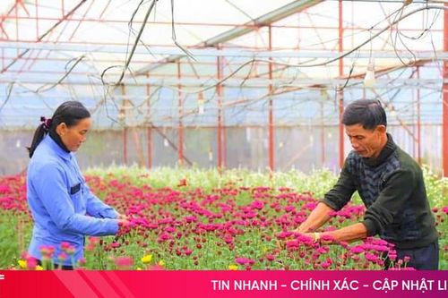 Rực rỡ sắc xuân trên những vườn hoa ở Hà Tĩnh