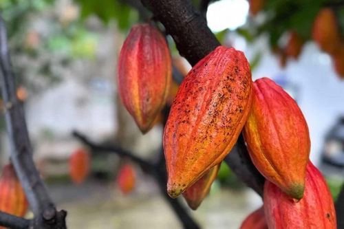 Định hình thương hiệu cacao Việt trên bản đồ thế giới