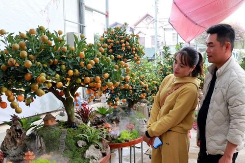 Ninh Bình: Quất tiểu cảnh ở Vị Khê 'hút' người chơi Tết Nguyên đán