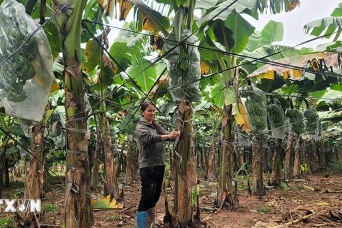 Hà Nội: Xã đảo Minh Châu 'biết dựa vào đất, tận dụng trời' để phát triển