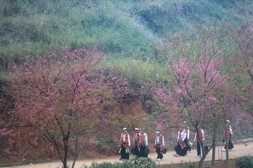 Mùa hoa anh đào xóm Mừng - điểm hẹn du lịch gắn với bảo tồn văn hóa Mường