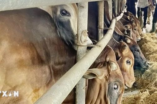 Điều kiện sinh vật biến đổi gene được sử dụng làm thực phẩm, thức ăn chăn nuôi