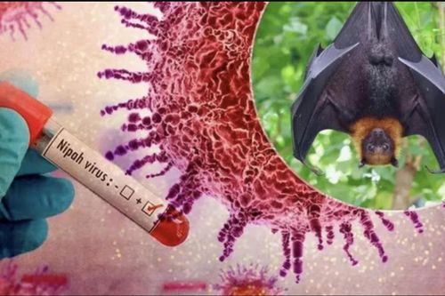 Philippines cảnh báo người dân về virus Nipah