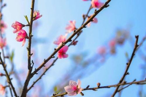 Đào rừng nở rộ trên núi đá Cao Sơn, mang về tiền tỷ cho bản vùng cao