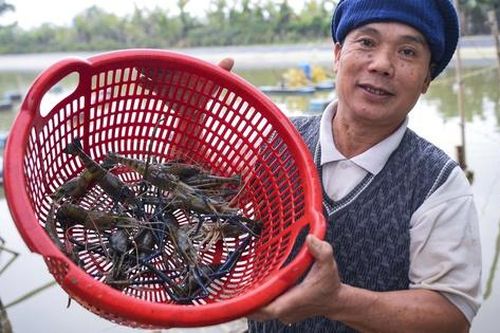 Nuôi con 'biết nhảy' trên ruộng lúa, nhiều nông dân thu nhập tăng gấp 5 lần