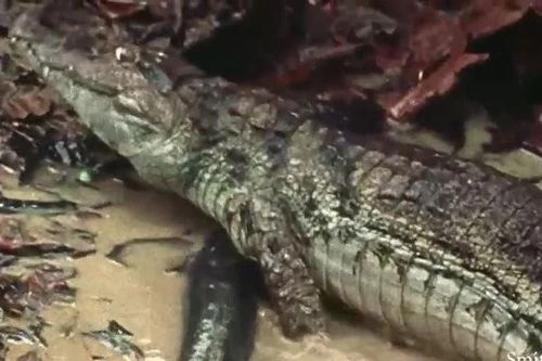 Chọn nhầm 'bữa trưa', cá sấu Caiman suýt mất mạng