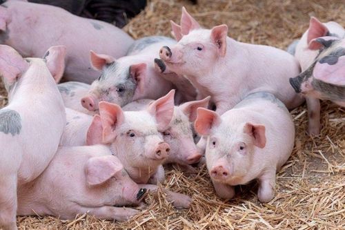 Giá heo hơi ngày 28/1/2026: Miền Bắc vượt mốc 80.000 đồng/kg