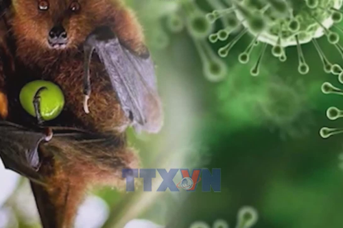 Sở Y tế Hà Nội yêu cầu tăng cường phòng, chống bệnh do vi rút Nipah