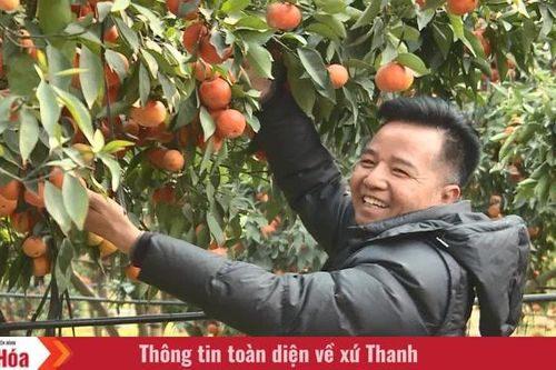 Các nhà vườn chuẩn bị trái cây Tết