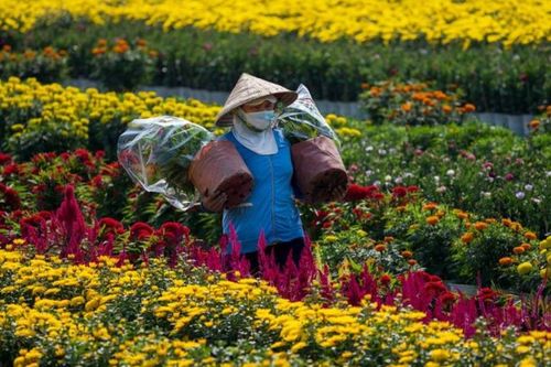 Thị trường hoa cây cảnh Tết 2026: Giảm số lượng, tăng tính cá nhân hóa