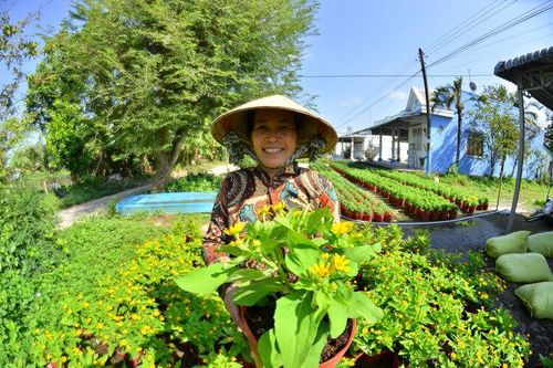 Đa dạng giống hoa Tết
