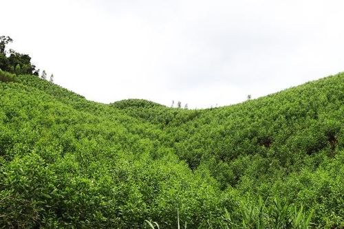 Bắc Ninh: Triển khai thực hiện các giải pháp hoàn thành vượt mức chỉ tiêu kế hoạch bảo vệ và phát triển rừng năm 2026