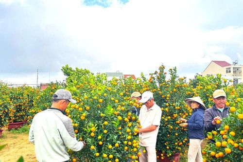 Các vùng hoa, cây cảnh tất bật vào vụ Tết