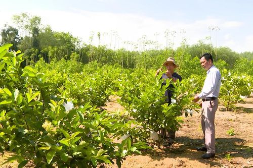 Xây dựng mô hình kinh tế bền vững trên đất gò đồi