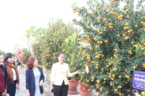 Ngày hội cây quật cảnh Cẩm Hà lần thứ X, năm 2026