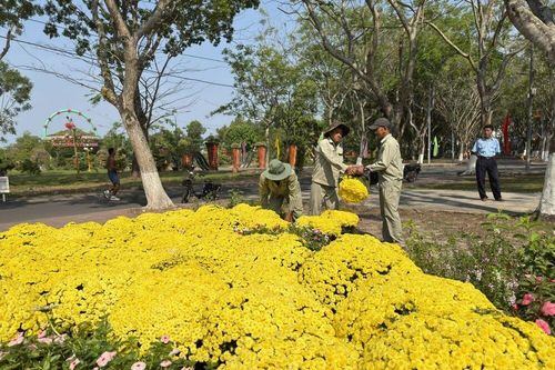 Phường Sa Đéc kịp thời hỗ trợ nông dân tiêu thụ hoa nở sớm