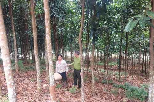 100% sản phẩm quế của Lào Cai sẽ được truy xuất nguồn gốc, số hóa vào năm 2030